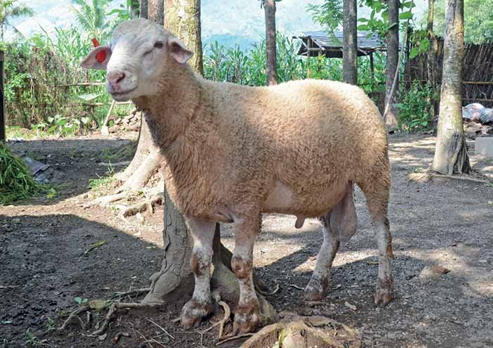 Kambing Betina Super