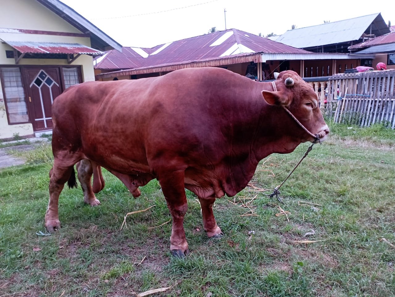 Sapi Brahman